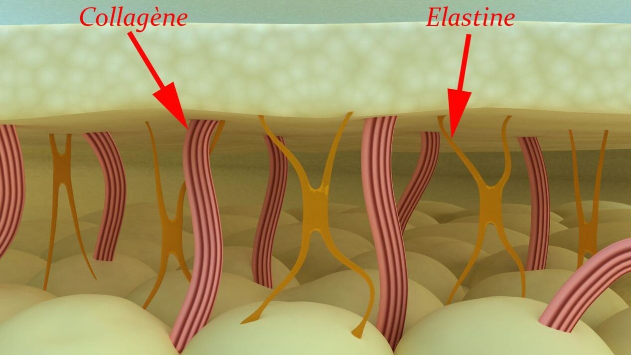 Collagen and elastin - building proteins in the skin